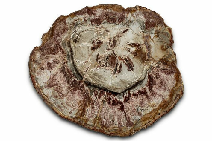Polished Petrified Wood (Araucaria) Round - Madagascar #355334